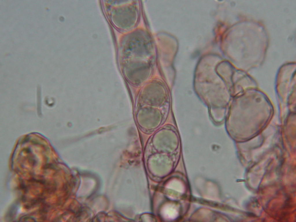 Oggi N� 2... 12 Giugno 2010